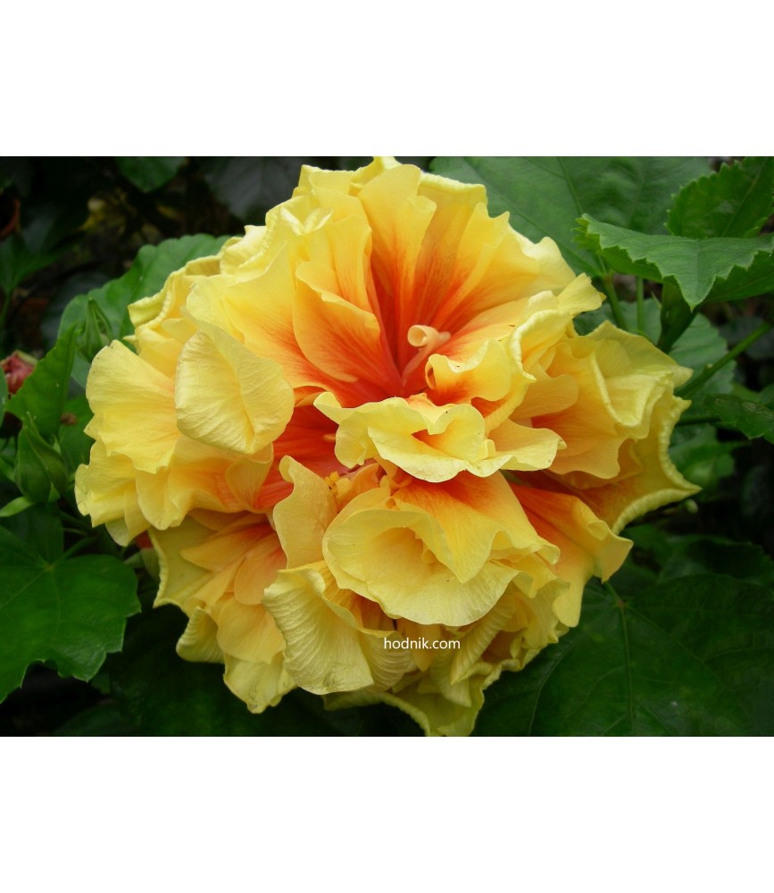 Hibiscus fruit tango