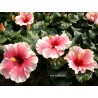 Hibiscus grace III