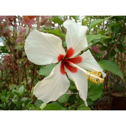 Hibiscus tahiti