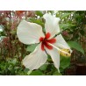 Hibiscus tahiti