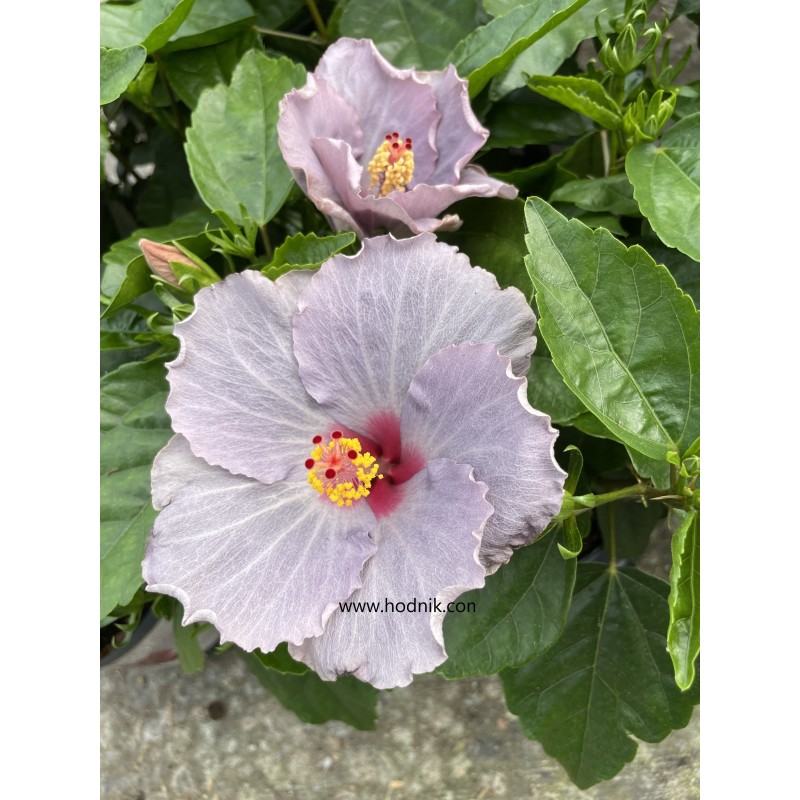 Hibiscus borea s blue