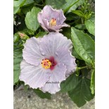 Hibiscus borea s blue