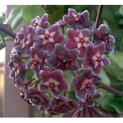 Hoya pubicalyx red buttons