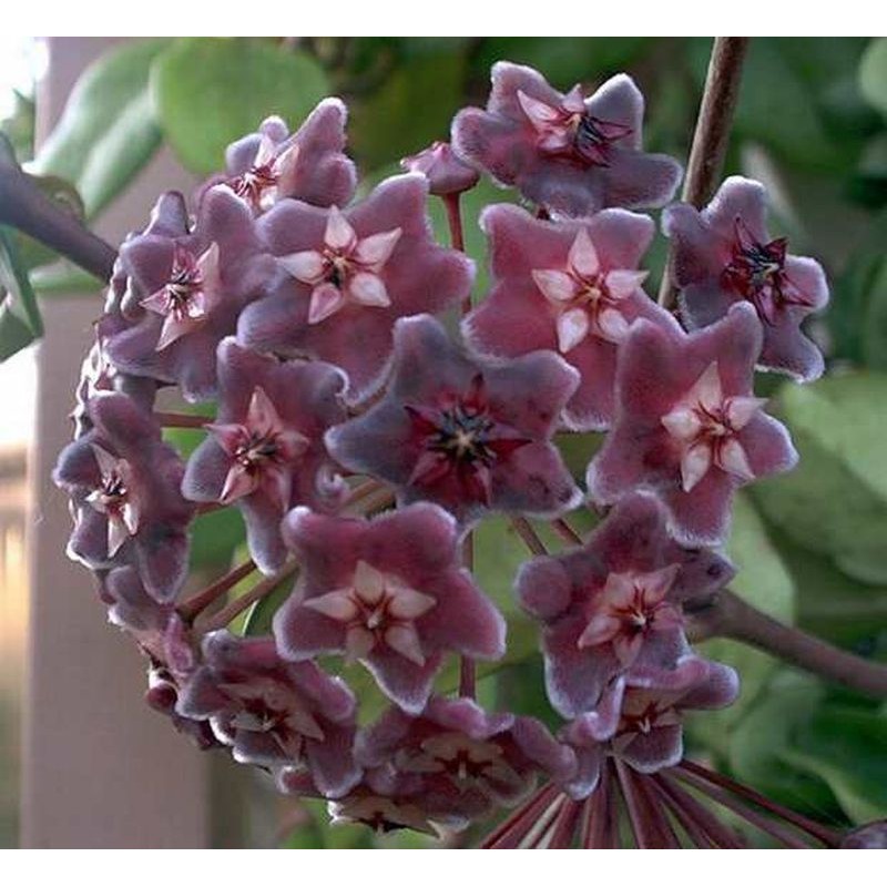 Hoya pubicalyx red buttons