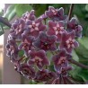 Hoya pubicalyx red buttons