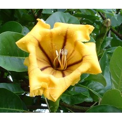 Solandra nitida