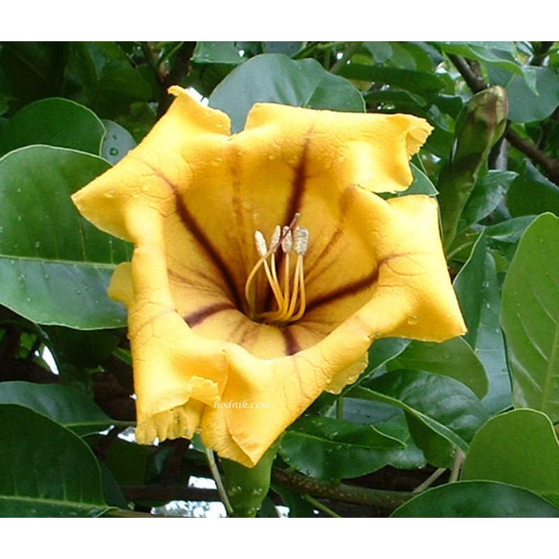 Solandra nitida