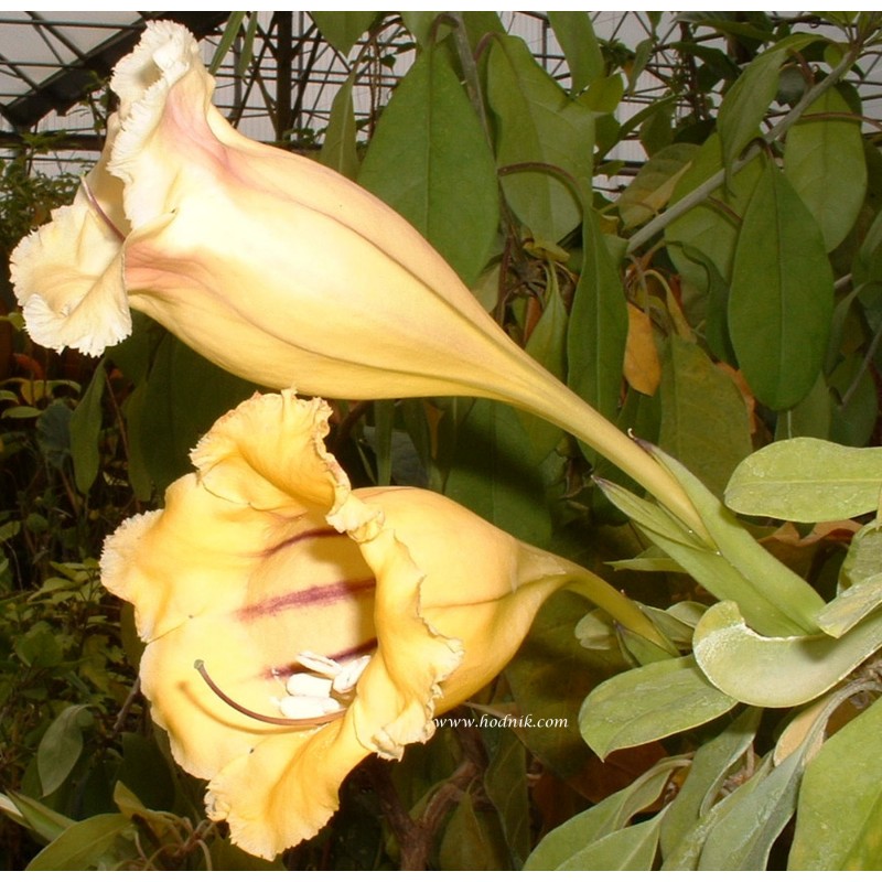 Solandra longiflora