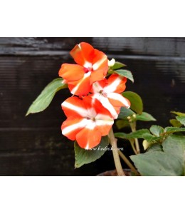 Impatiens goutte de sang bicolore orange et blanc