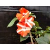 Impatiens goutte de sang orange et blanc