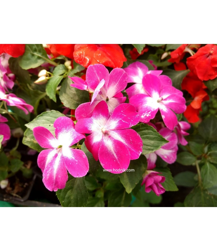 Impatiens goutte de sang bicolore rose et blanc