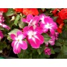 Impatiens goutte de sang bicolore rose et blanc