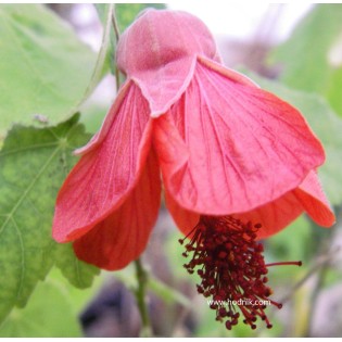 Abutilon dwarf red