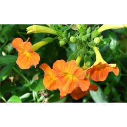 Streptosolen jamesonii
