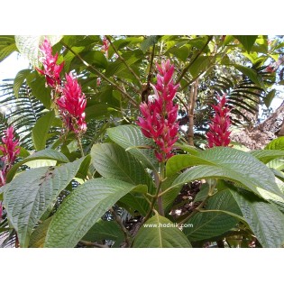 Pachystachis coccinea