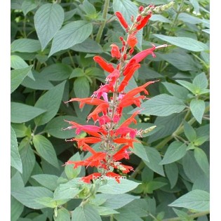 Salvia discolor