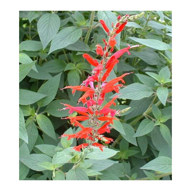 Salvia discolor