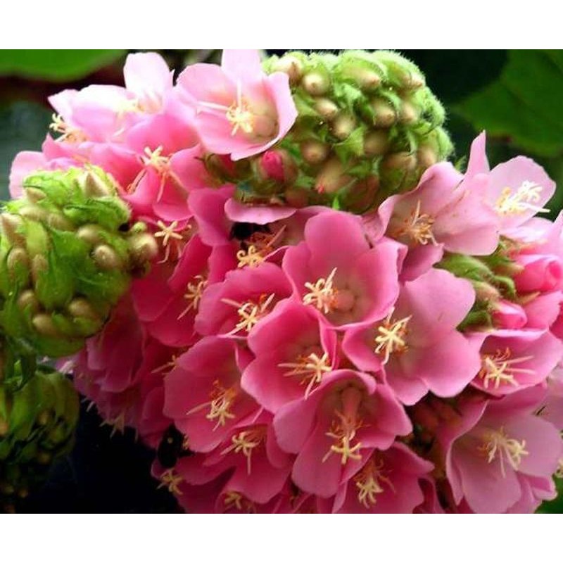 Dombeya wallichi