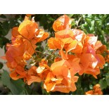 Bougainvillea orange san diego