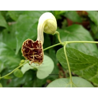 Aristolochia fimbriata