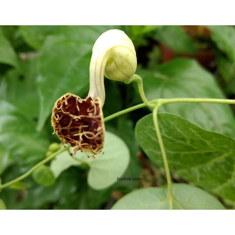 Aristolochia fimbriata
