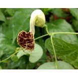 Aristolochia fimbriata