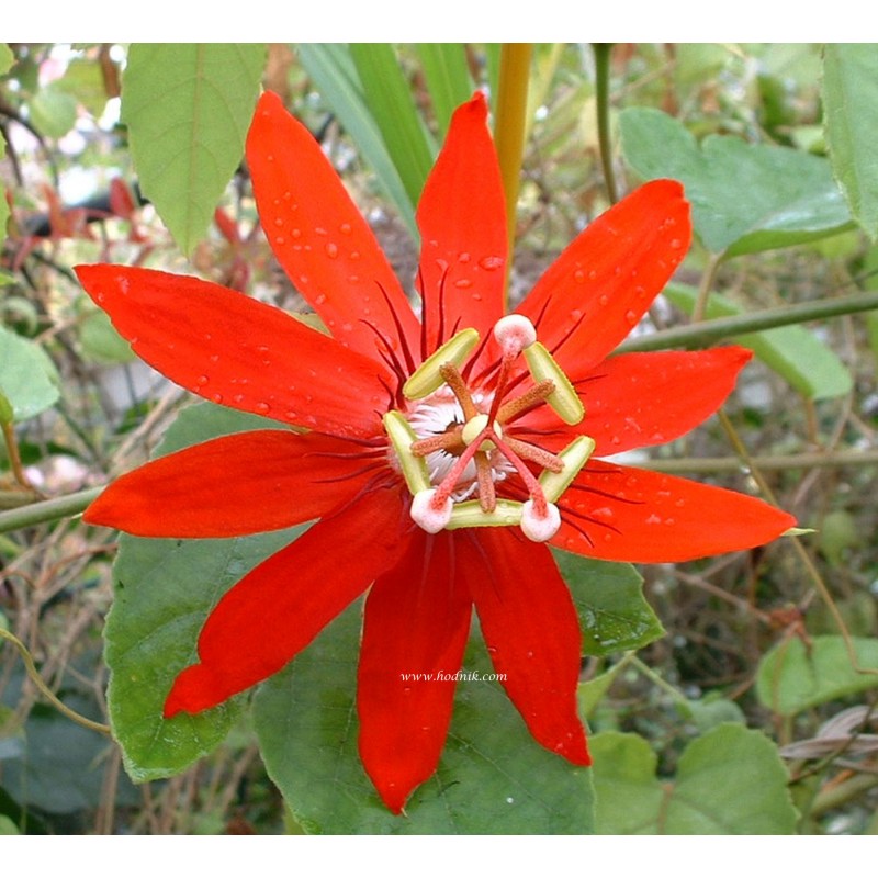 Passiflore manicata