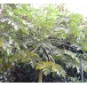 Carica papaya solo