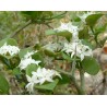 Carissa bispinosa