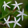 Carissa edulis