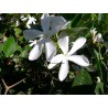 Carissa grandiflora