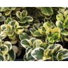 Carissa grandiflora variegata