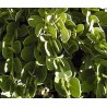 Carissa macrocarpa green carpet