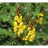 Cassia didimobotrya