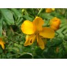Cassia floribunda
