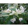 Cestrum diurnum