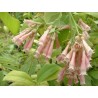 Cestrum elegans smithii