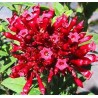 Cestrum newelli