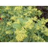 Cestrum nocturnum