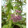 Cestrum parquii cretian purple