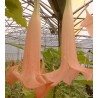 Brugmansia ecuador pink