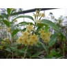 Cestrum poepiggi