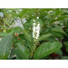 Citharexilon cilliatum