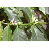 Coffea arabica cafeier