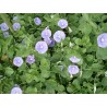 Convolvulus mauritanicus