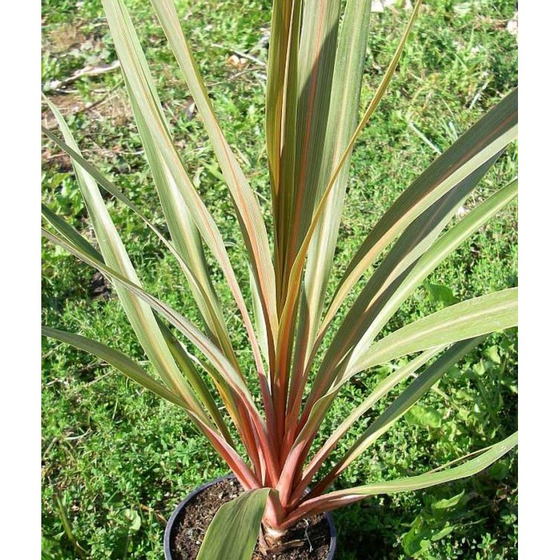 Cordyline australis sundance