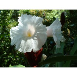 Costus speciosus