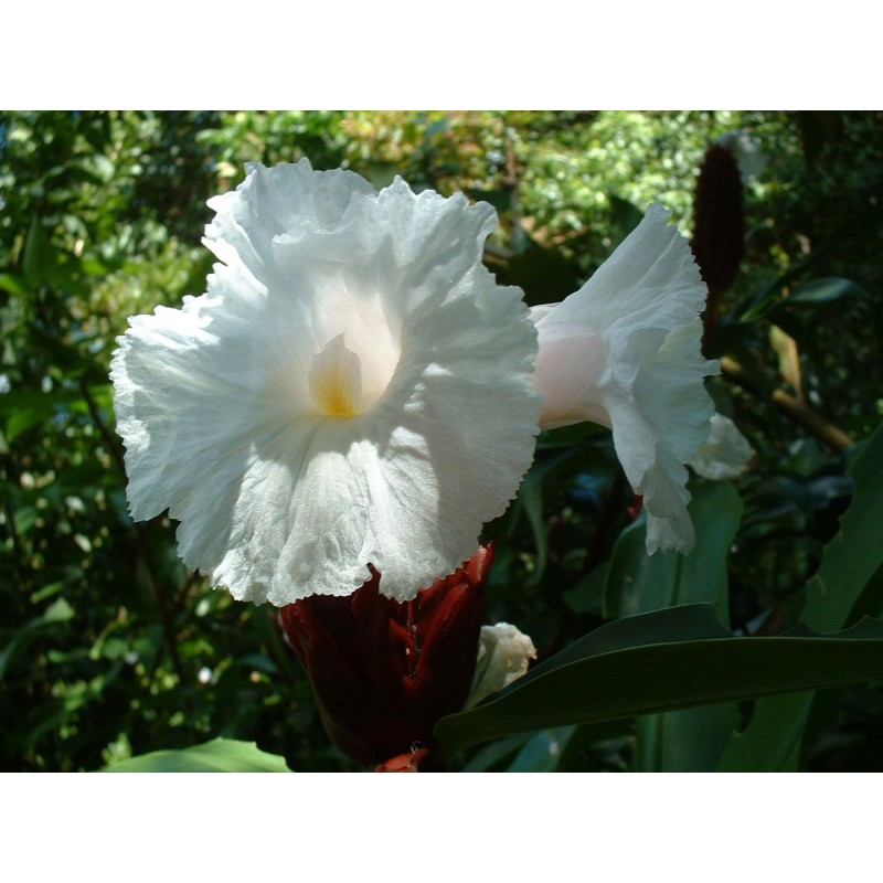 Costus speciosus