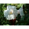 Costus speciosus
