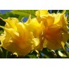 Brugmansia full lemon magic